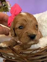 Katy’s Pink Girl, a female Cavapoo and Poodle - Miniature  for sale in Eatonton, GA – Photo 6 of 10