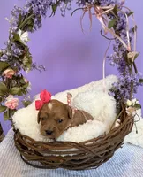 Katy’s Pink Girl, a female Cavapoo and Poodle - Miniature  for sale in Eatonton, GA – Photo 8 of 10