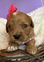 Katy’s Pink Girl, a female Cavapoo and Poodle - Miniature  for sale in Eatonton, GA – Photo 1 of 10