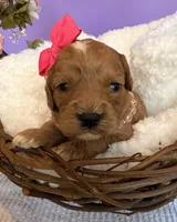 Katy’s Pink Girl, a female Cavapoo and Poodle - Miniature  for sale in Eatonton, GA – Photo 5 of 10