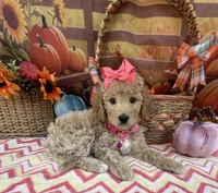 Shirley’s Pink Girl, a female Miniature Goldendoodle for sale in Eatonton, GA – 4 of 7