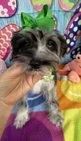 Trendy’s Green Girl Blue Eye, a female Schnoodle for sale in Eatonton, GA – 5 of 7