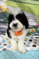 Hailey’s Orange Boy, a male Cavapoo for sale in Eatonton, GA – 5 of 9