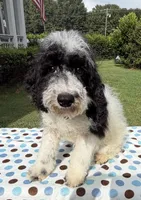 Hailey’s Brown Boy, a male Cavapoo for sale in Eatonton, GA – 4 of 9