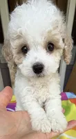 Hailey’s Brown Boy, a male Cavapoo for sale in Eatonton, GA – 3 of 9