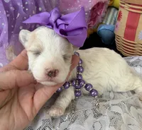 Lainey’s Purple Girl, a female Maltipoo for sale in Eatonton, GA – Photo 1 of 7