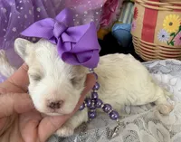 Lainey’s Purple Girl, a female Maltipoo for sale in Eatonton, GA – Photo 3 of 7