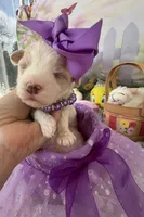 Lainey’s Purple Girl, a female Maltipoo for sale in Eatonton, GA – Photo 2 of 7