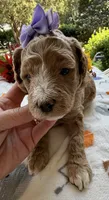 Shirley’s Purple Girl, a female Miniature Goldendoodle for sale in Eatonton, GA – 3 of 6