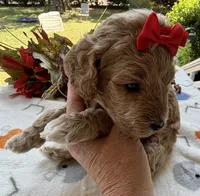 Shirley’s Red Girl, a female Miniature Goldendoodle for sale in Eatonton, GA – 4 of 7