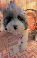 Jellybean’s Blue Merle/White, a female Maltipoo for sale in Eatonton, GA – 6 of 6