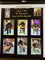 Trendy’s Green Girl Blue Eye, a female Schnoodle for sale in Eatonton, GA – 10 of 10