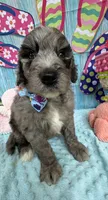 Bernie’s Blue Merle Boy, a male Miniature Bernedoodle for sale in Eatonton, GA – 6 of 9