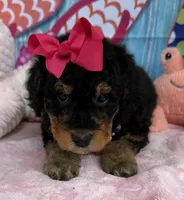 Bernie’s Black/Tan Girl, a female Miniature Bernedoodle for sale in Eatonton, GA – 3 of 8