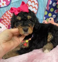 Bernie’s Black/Tan Girl, a female Miniature Bernedoodle for sale in Eatonton, GA – 4 of 8