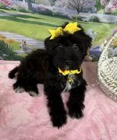 Trendy’s Yellow Girl, a female Schnoodle for sale in Eatonton, GA – 5 of 10