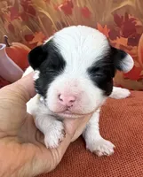 Peaches Red Girl, a female Maltipoo for sale in Eatonton, GA – 3 of 8