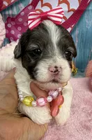 Jellybean’s Blue Merle Girl, a female Maltipoo for sale in Eatonton, GA – 7 of 9