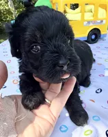 Jellybean’s Black/Sable Boy, a male Maltipoo for sale in Eatonton, GA – 2 of 10