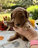 Shirley’s Blue Boy, a male Miniature Goldendoodle for sale in Eatonton, GA – 6 of 9