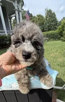 REDUCED!    Bernie’s Blue Merle Boy, a male Miniature Bernedoodle for sale in Eatonton, GA – 5 of 6