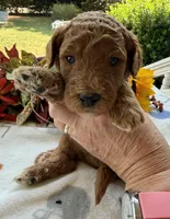 Shirley’s Blue Boy, a male Miniature Goldendoodle for sale in Eatonton, GA – 7 of 9