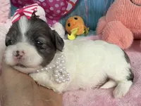 Jellybean’s Blue Merle Girl, a female Maltipoo for sale in Eatonton, GA – 2 of 9
