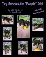 Trendy’s Purple Girl, a female Schnoodle for sale in Eatonton, GA – 3 of 9