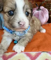 Peaches Blue Boy with Blue Eyes, a male Maltipoo for sale in Eatonton, GA – 6 of 9