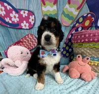 Bernie’s Tri Boy, a male Miniature Bernedoodle for sale in Eatonton, GA – 5 of 10