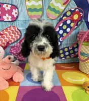Hailey’s Orange Boy, a male Cavapoo for sale in Eatonton, GA – 8 of 9