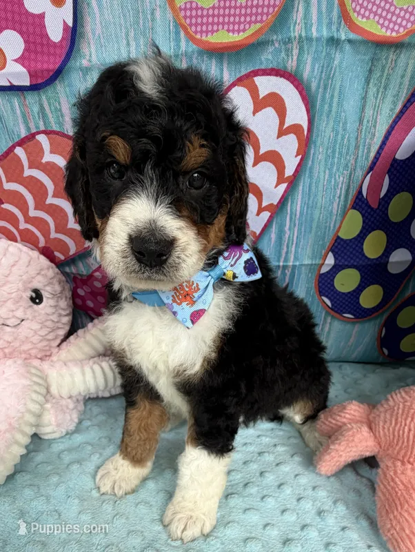 Bernie’s Tri Boy – Miniature Bernedoodle puppy for sale in Eatonton, GA