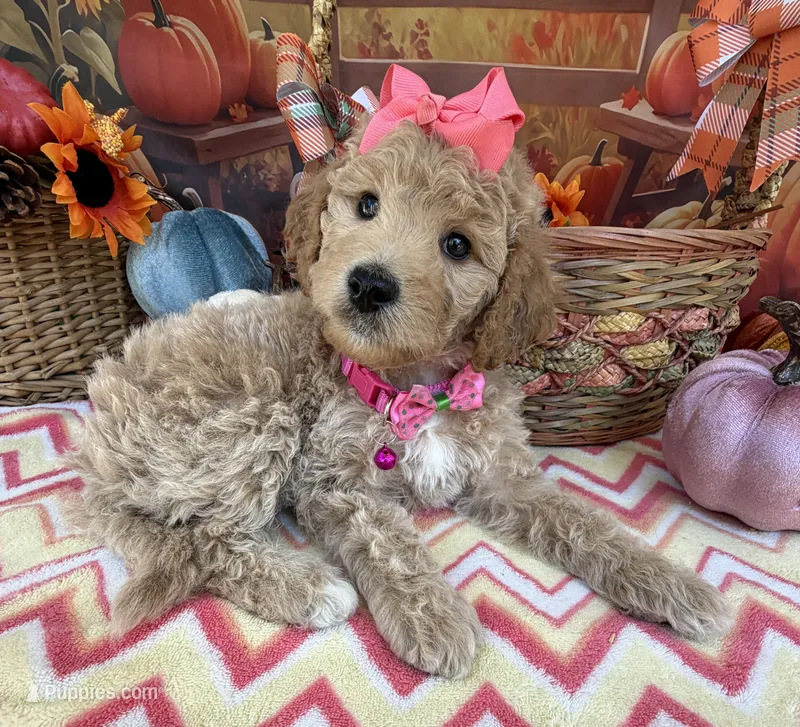 Shirley’s Pink Girl – Miniature Goldendoodle puppy for sale in Eatonton, GA