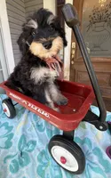 Reduced!   Trendy’s Brown Boy, a female Schnoodle for sale in Eatonton, GA – 5 of 7