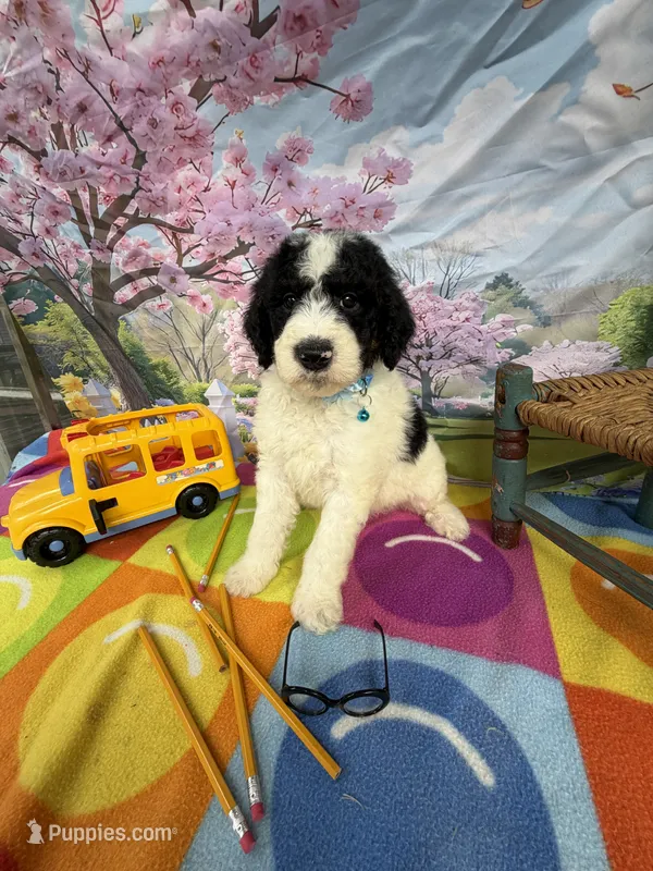 Bernie’s Bl/Wh/Tan Parti Boy – Miniature Bernedoodle puppy for sale in Eatonton, GA