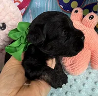 Jellybean’s Black Boy, a male Maltipoo for sale in Eatonton, GA – 5 of 9
