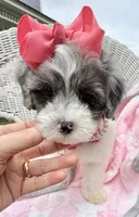 Jellybean’s Blue Merle/White, a female Maltipoo for sale in Eatonton, GA – 4 of 9
