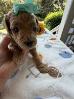 Shirley’s Green Girl, a female Miniature Goldendoodle for sale in Eatonton, GA – 3 of 5