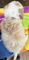 Hailey’s Blue Boy, a male Cavapoo for sale in Eatonton, GA – 5 of 6