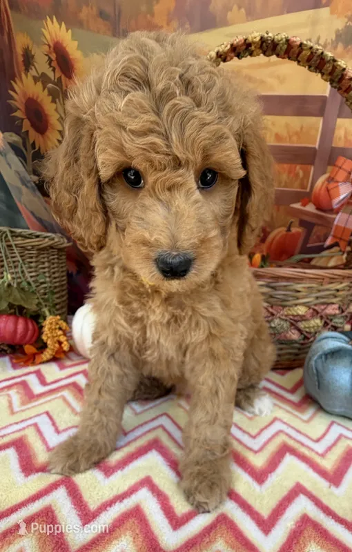 Shirley’s Yellow Boy – Miniature Goldendoodle puppy for sale in Eatonton, GA