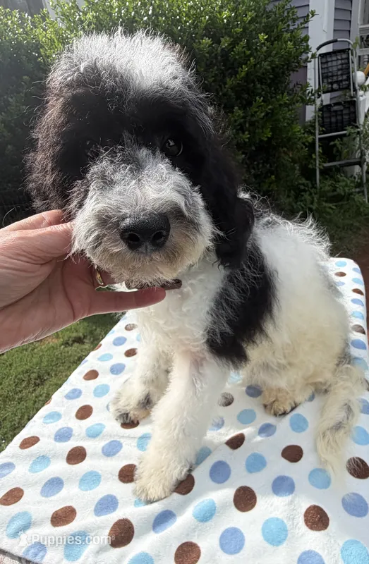 Hailey’s Brown Boy – Cavapoo puppy for sale in Eatonton, GA