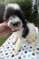 Hailey’s Brown Boy, a male Cavapoo for sale in Eatonton, GA – 1 of 9