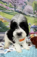 Hailey’s Orange Boy, a male Cavapoo for sale in Eatonton, GA – 8 of 9