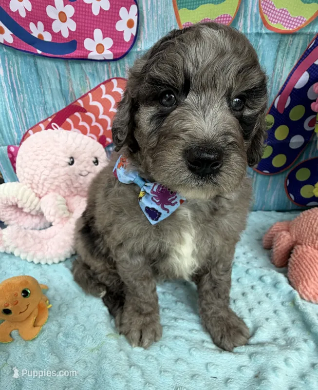 Bernie’s Blue Merle Boy – Miniature Bernedoodle puppy for sale in Eatonton, GA