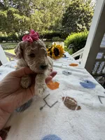 Shirley’s Pink Girl, a female Miniature Goldendoodle for sale in Eatonton, GA – 5 of 7