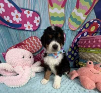 Bernie’s Tri Boy, a male Miniature Bernedoodle for sale in Eatonton, GA – 7 of 10