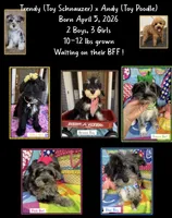 Reduced!   Trendy’s Brown Boy, a female Schnoodle for sale in Eatonton, GA – 7 of 7