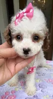 Hailey’s Pink Girl, a female Cavapoo for sale in Eatonton, GA – 7 of 8
