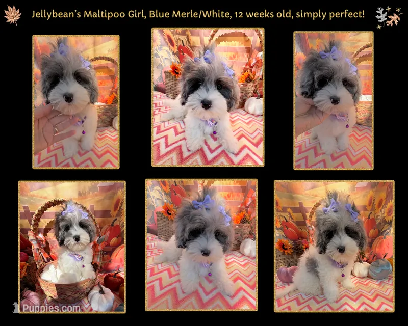Jellybean’s Blue Merle/White – Maltipoo puppy for sale in Eatonton, GA