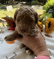 Shirley’s Black Boy, a male Miniature Goldendoodle for sale in Eatonton, GA – 2 of 6